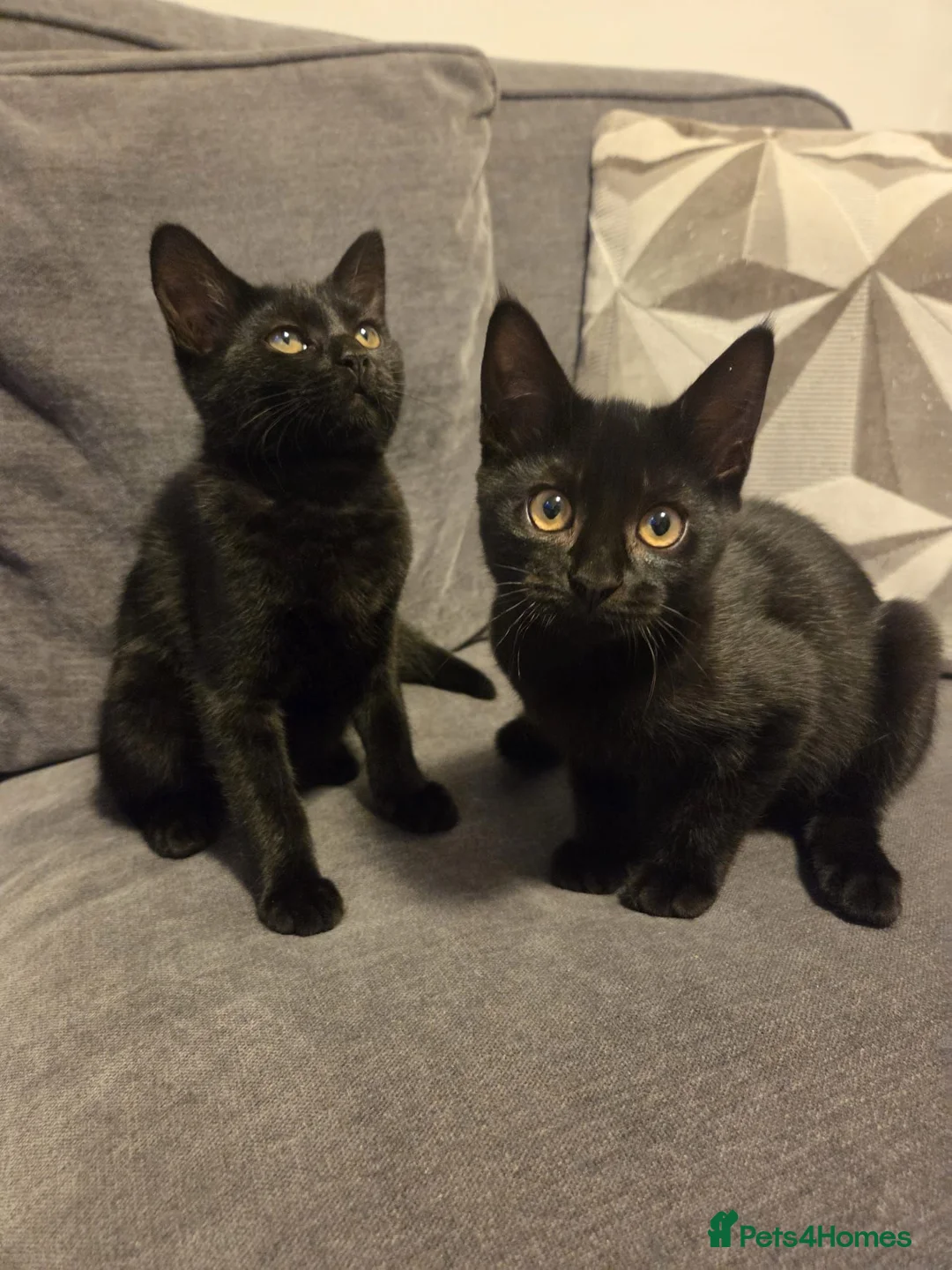 Mixed Breed cats for sale: Selling as pairs only in London - Advert 2