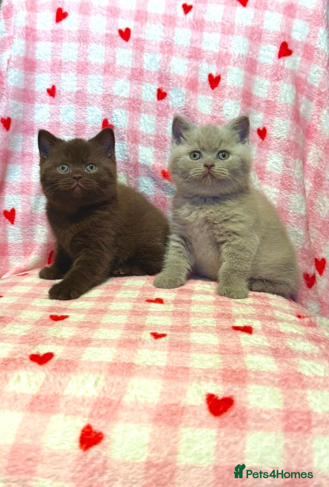 British Shorthair cats Chocolate & lilac British shorthair kittens  - Advert 2
