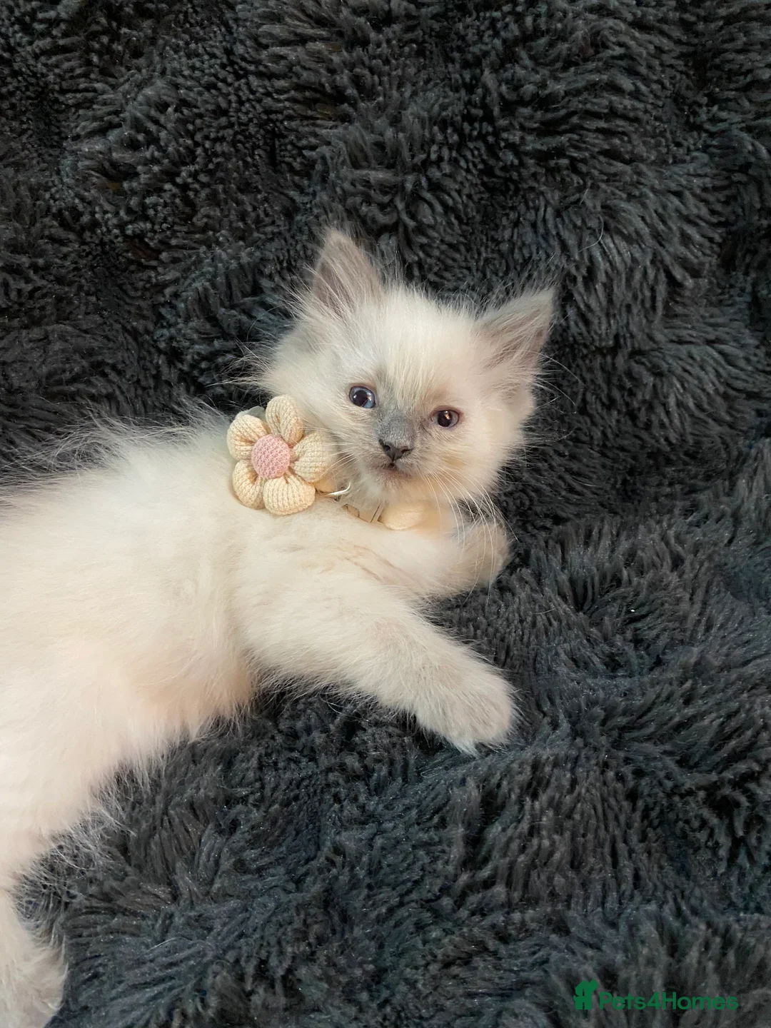 Ragdoll cats for sale: ❤️Beautiful Baby Ragdolls ❤️ - Advert 4