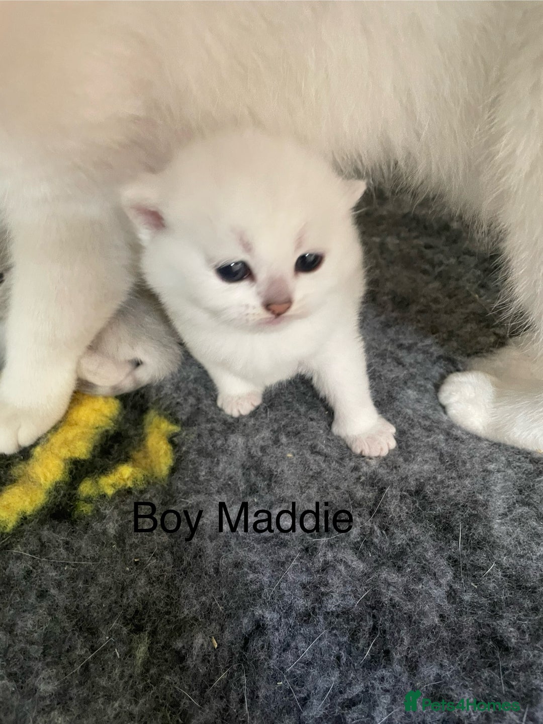 British Shorthair cats for sale: BSH Black Tipped GCCF Reg Kittens - Image 19