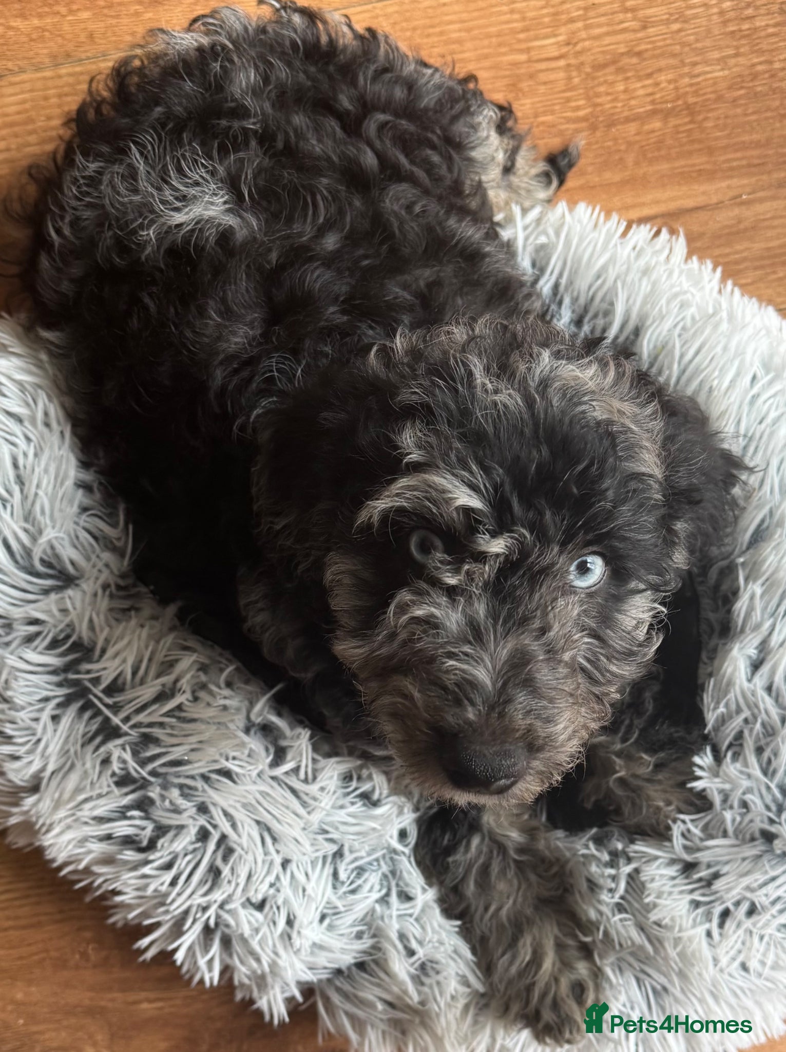 Cockapoo dogs Adorable cockapoos. Parents genetically tested.  - Advert 1