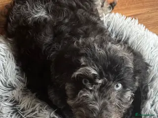 Cockapoo dogs Adorable cockapoos. Parents genetically tested. - Advert 1