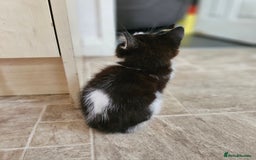 Mixed Breed cats for sale: Three kittens ready today!  - Image 8