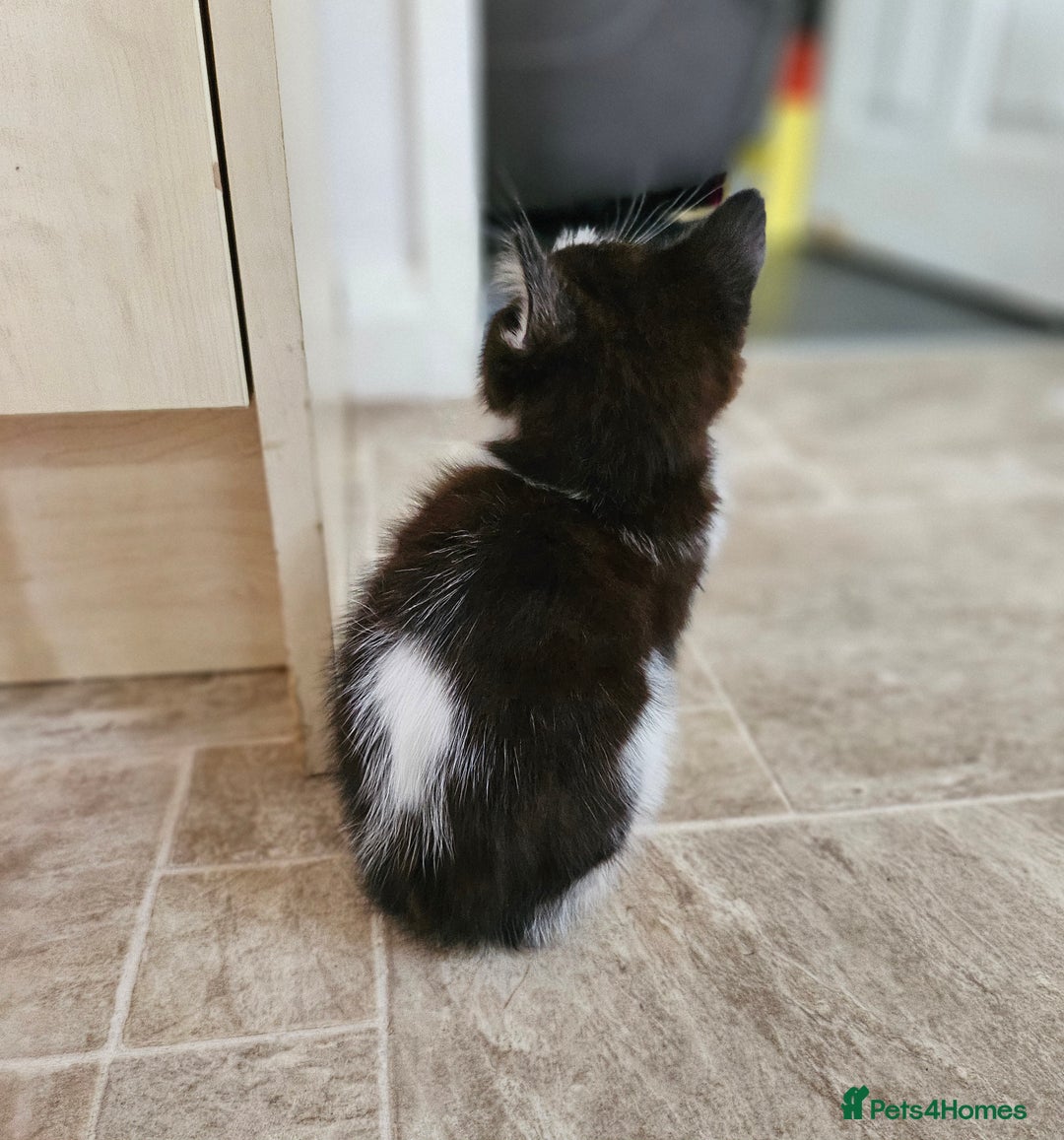 Mixed Breed cats for sale: Three kittens ready today!  - Image 8