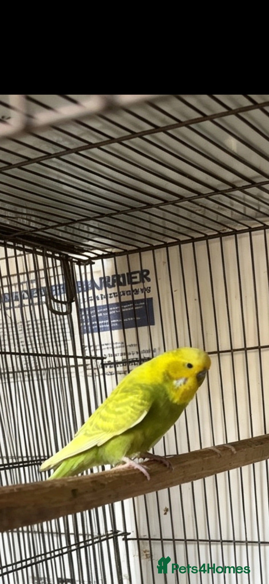 Budgerigars birds Budgies for sale - Advert 6
