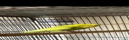 Budgerigars birds for sale: Budgies for sale - Advert 1