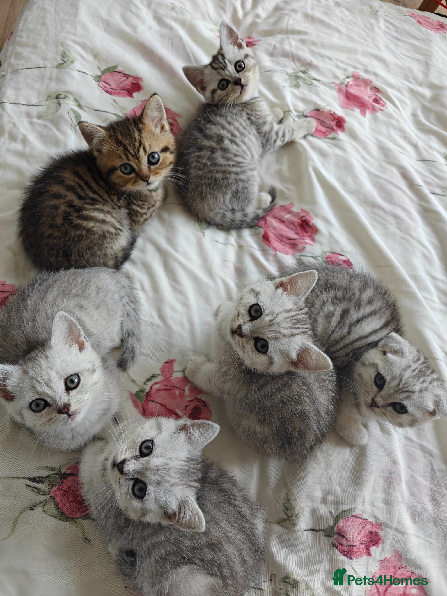 Scottish Fold cats Scottish fold and straight kittens. - Advert 4