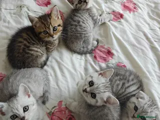 Scottish Fold cats Scottish fold and straight kittens. - Advert 9