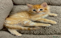 Mixed Breed cats for sale: GORGEOUS SIBERIAN X KITTENS  - Image 10