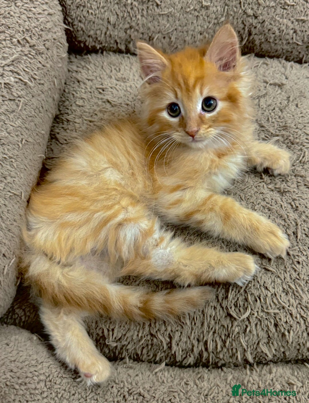 Mixed Breed cats for sale: GORGEOUS SIBERIAN X KITTENS  - Image 10