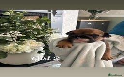 English Bulldog dogs for sale: English bulldog girl puppy British bulldog  - Image 4