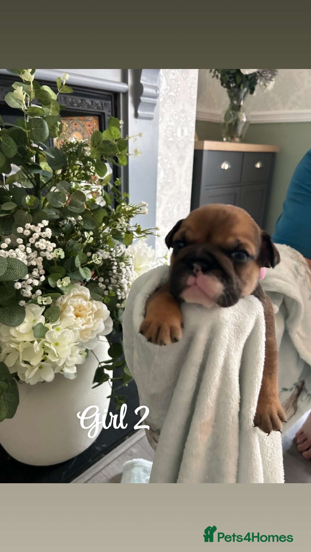 English Bulldog dogs for sale: English bulldog girl puppy British bulldog  - Image 4