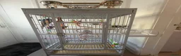 Cockatiels birds for sale: cocketail - Advert 2