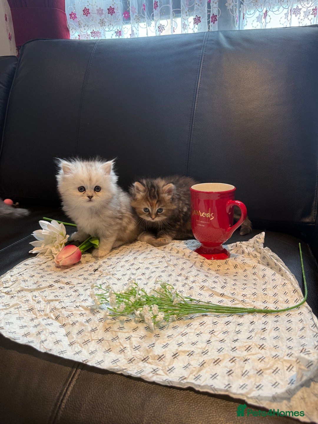 Ragdoll cats for sale: 🐾Fluffy Little Dreamers Are Here!🐈 - Image 18