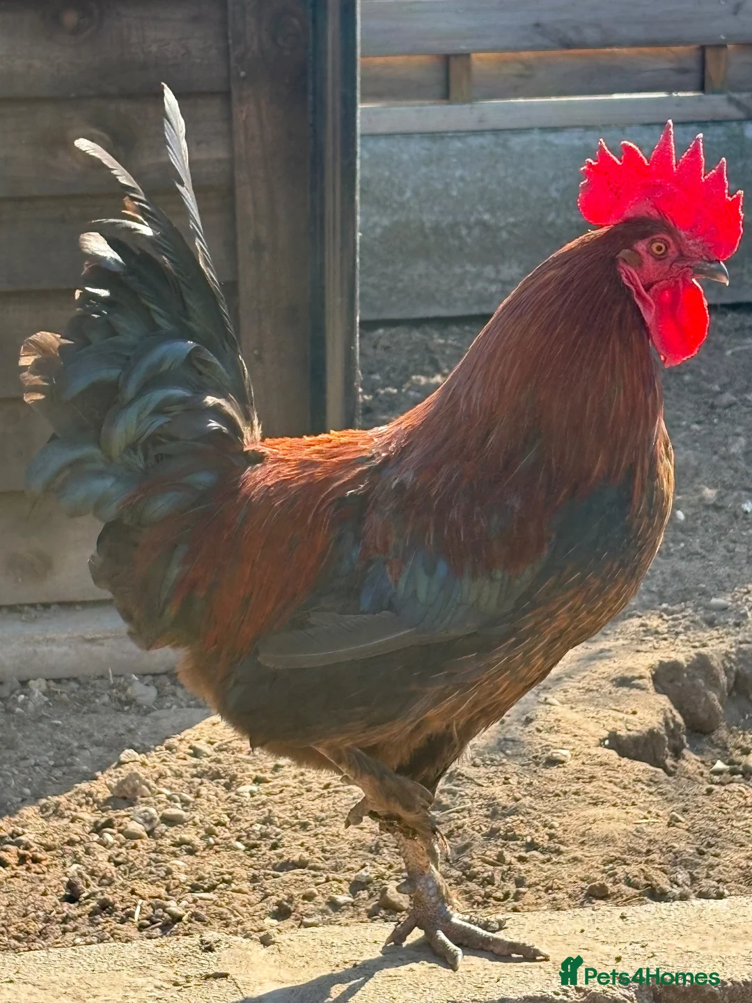 Chickens poultry for sale: Bantam Cockerel  in Crewe - Advert 3