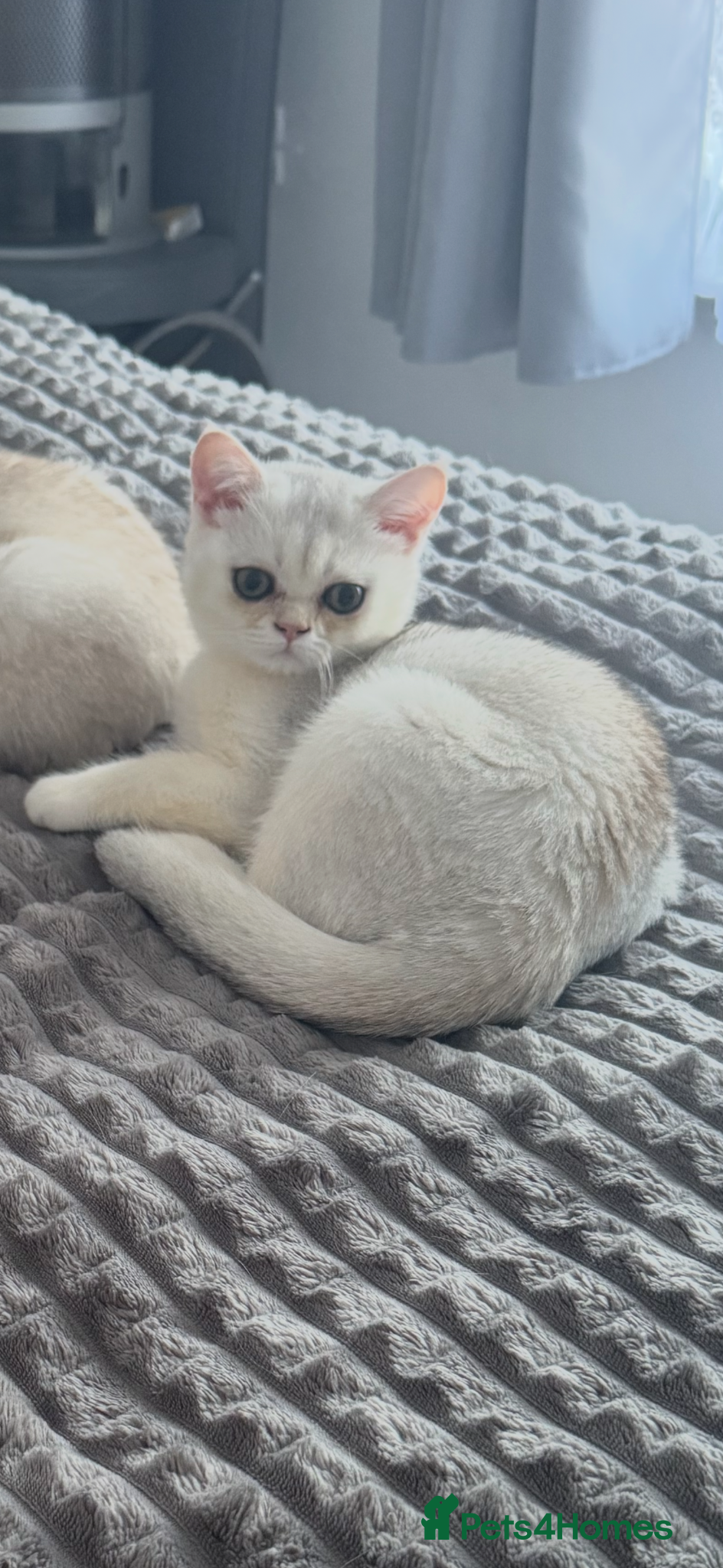 Scottish Fold cats Scottish pedigree kittens with straight ears - Advert 3