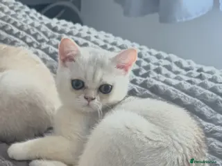 Scottish Fold cats Scottish pedigree kittens with straight ears - Advert 3