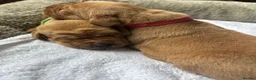 Labrador Retriever dogs for sale: KC Registered Fox Red Lab Puppies Raised Vet’s Hom - Advert 4