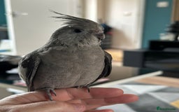 Cockatiels birds for sale: Male Handreared whiteface cockatiel for sale - Image 2