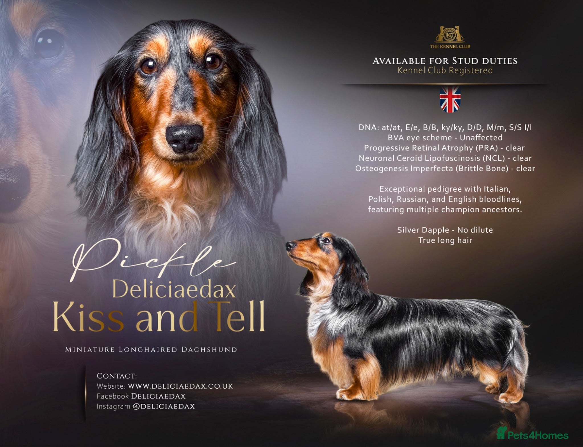 Miniature Dachshund dogs 🏆 KC REG - Health tested - Continental lines 🏆 - Advert 1