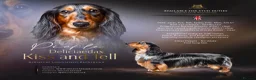 Miniature Dachshund dogs for stud: 🏆 KC REG - Health tested - Continental lines 🏆 - Advert 1