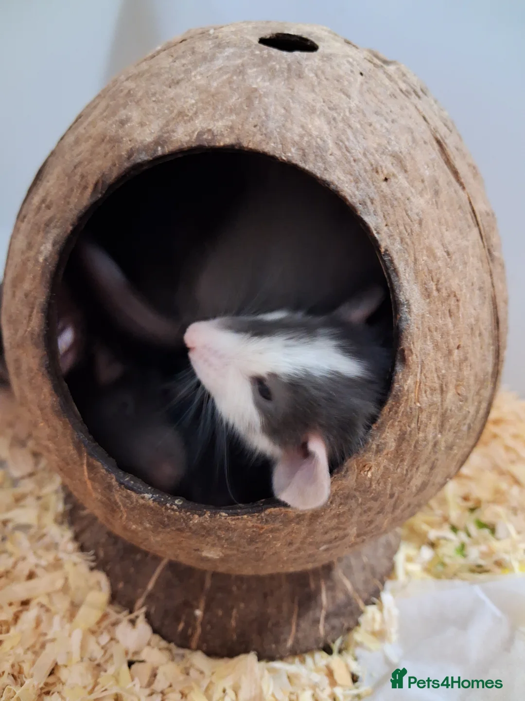 Rat rodents for sale: 6 x baby male rats  - Advert 1