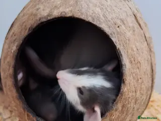 Rat rodents 6 x baby male rats - Advert 1