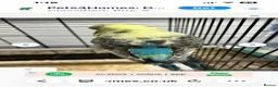 Budgerigars birds for sale: Exhibition female budgies - Advert 12