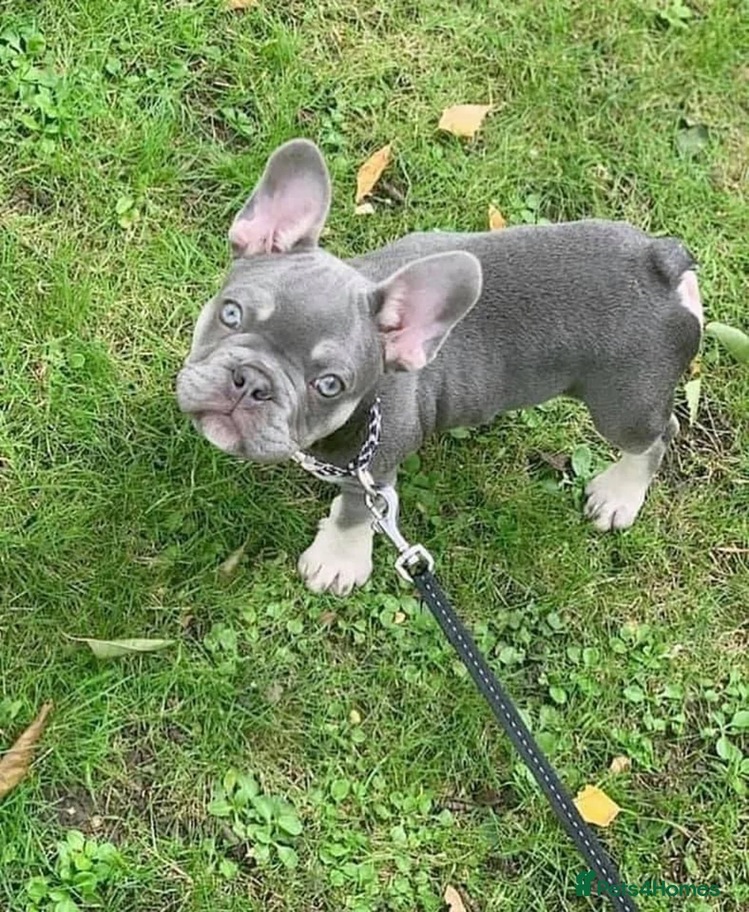 French Bulldog dogs for stud: BEAUTIFUL LILAC AND TAN FRENCH BULLDOG in Sunderland - Advert 18