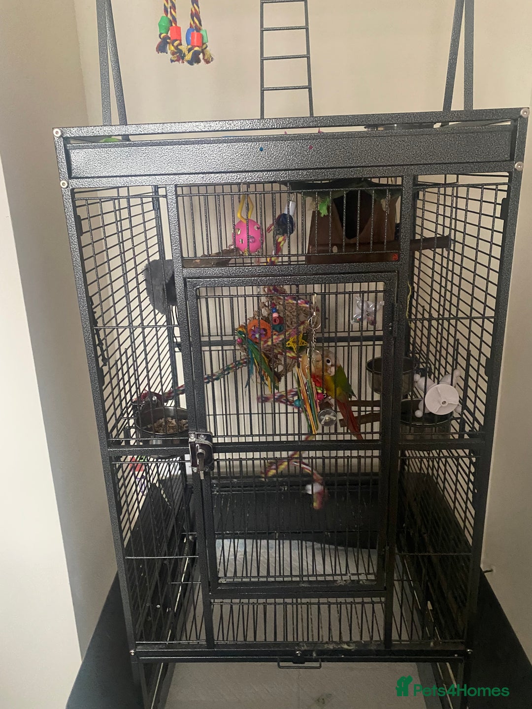 Conures birds for sale: Conure parrot  - Advert 4