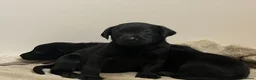 Labrador Retriever dogs for sale: Labrador Puppies  KC Reg Stunning  - Advert 6