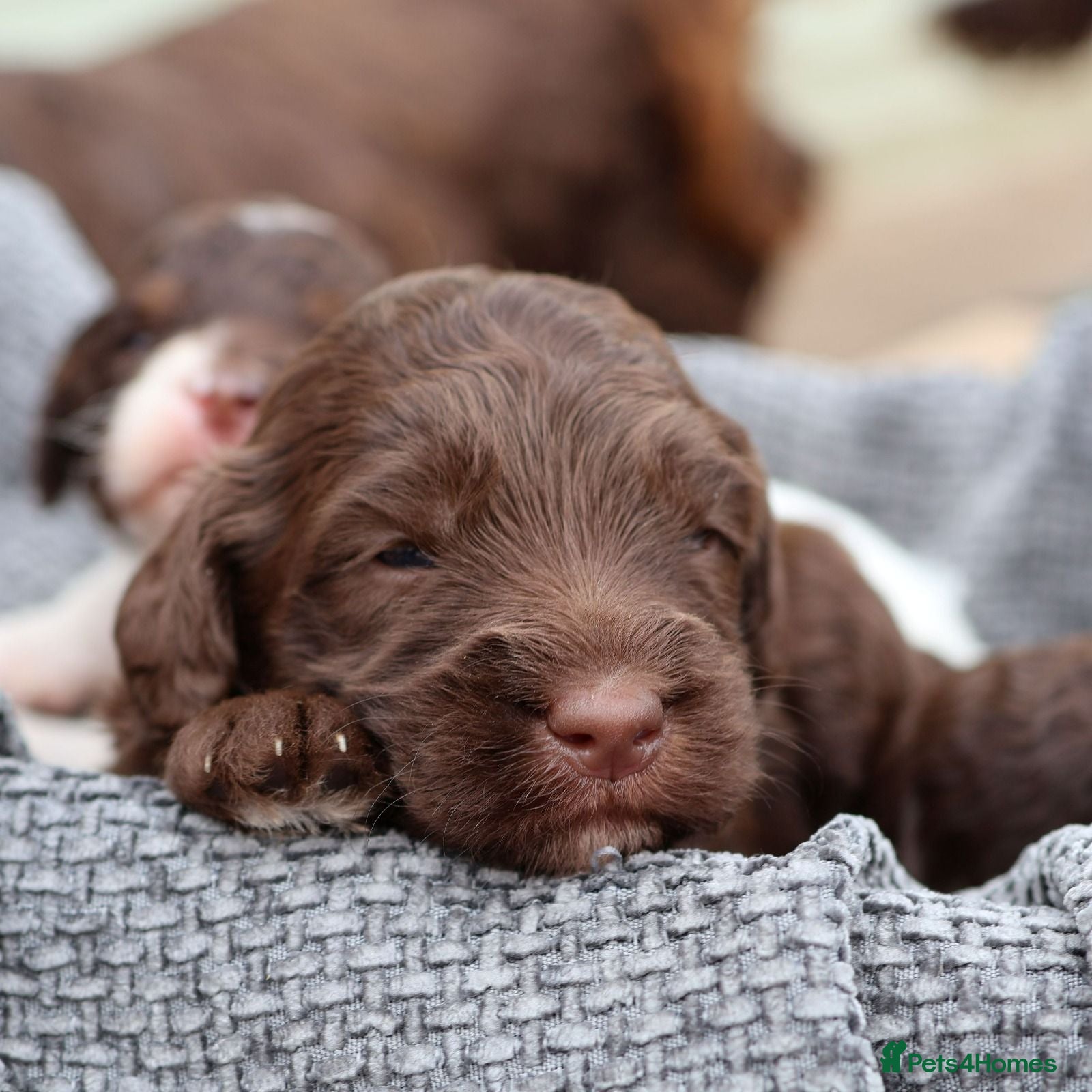 Labradoodle dogs ✨️Solstice Babies , Ready 4 Homes Late August✨️  - Advert 1
