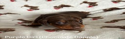 Miniature Dachshund dogs for sale: Last 2 Miniature Dachshund Pups Ready 23rd Dec! - Advert 32