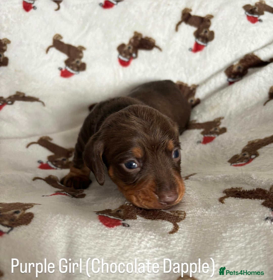 Miniature Dachshund dogs for sale: Last 2 Miniature Dachshund Pups Ready 23rd Dec! - Advert 32