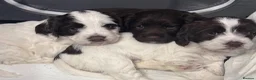 Mixed Breed dogs for sale: Last girl available  in Prestatyn - Advert 2