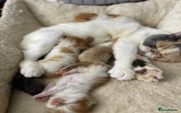 Persian cats for sale: Persian Kittens for Sale - Advert 5