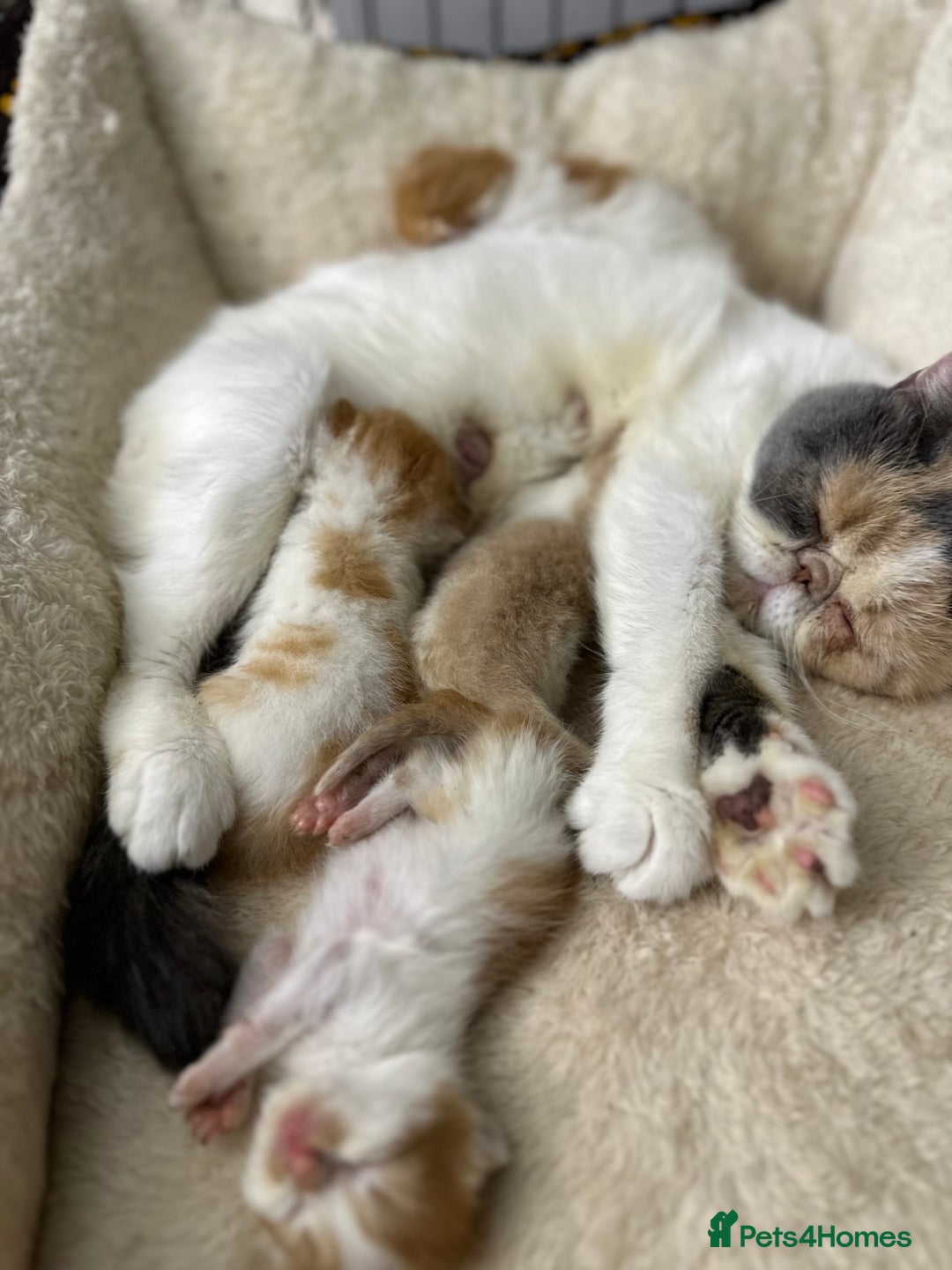 Persian cats for sale: Persian Kittens for Sale - Advert 5