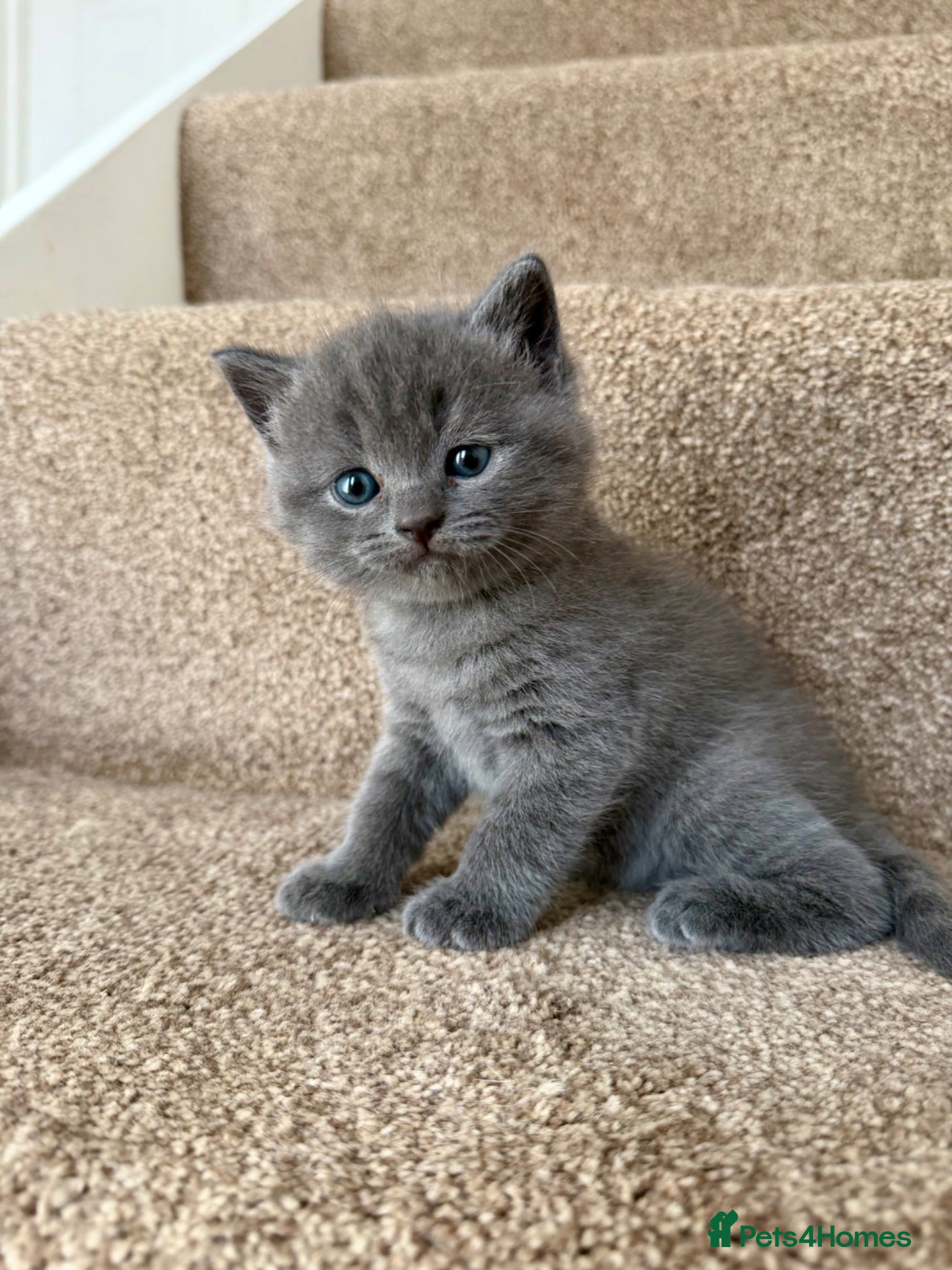 British Shorthair cats Female Kittens  - Advert 4