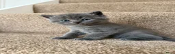British Shorthair cats for sale: Female Kittens  - Advert 1