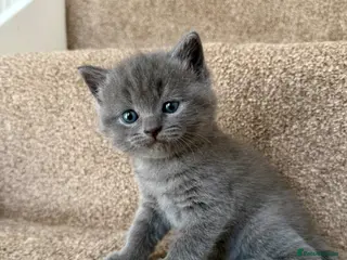British Shorthair cats Female Kittens - Advert 4