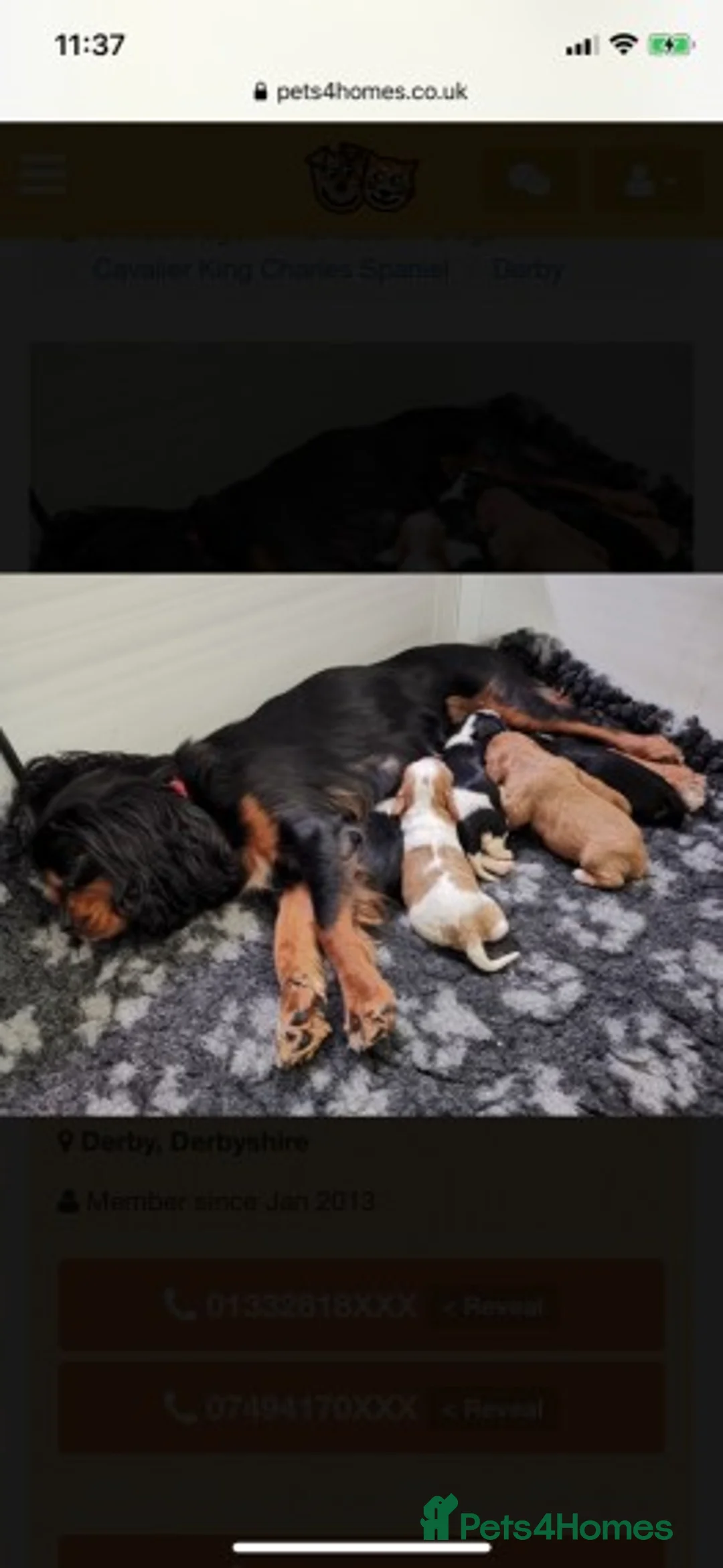 Cavalier King Charles Spaniel dogs for stud: Extensively Health Tested Cavalier King Charles Sp in Mansfield - Advert 26