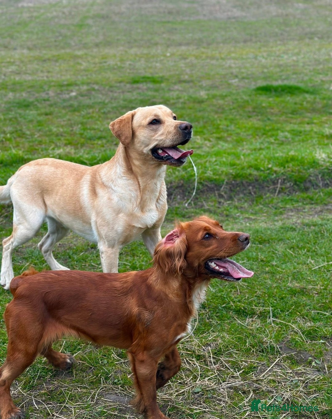 Cockerdor dogs for sale: 🐾 Cockador’s - Image 7