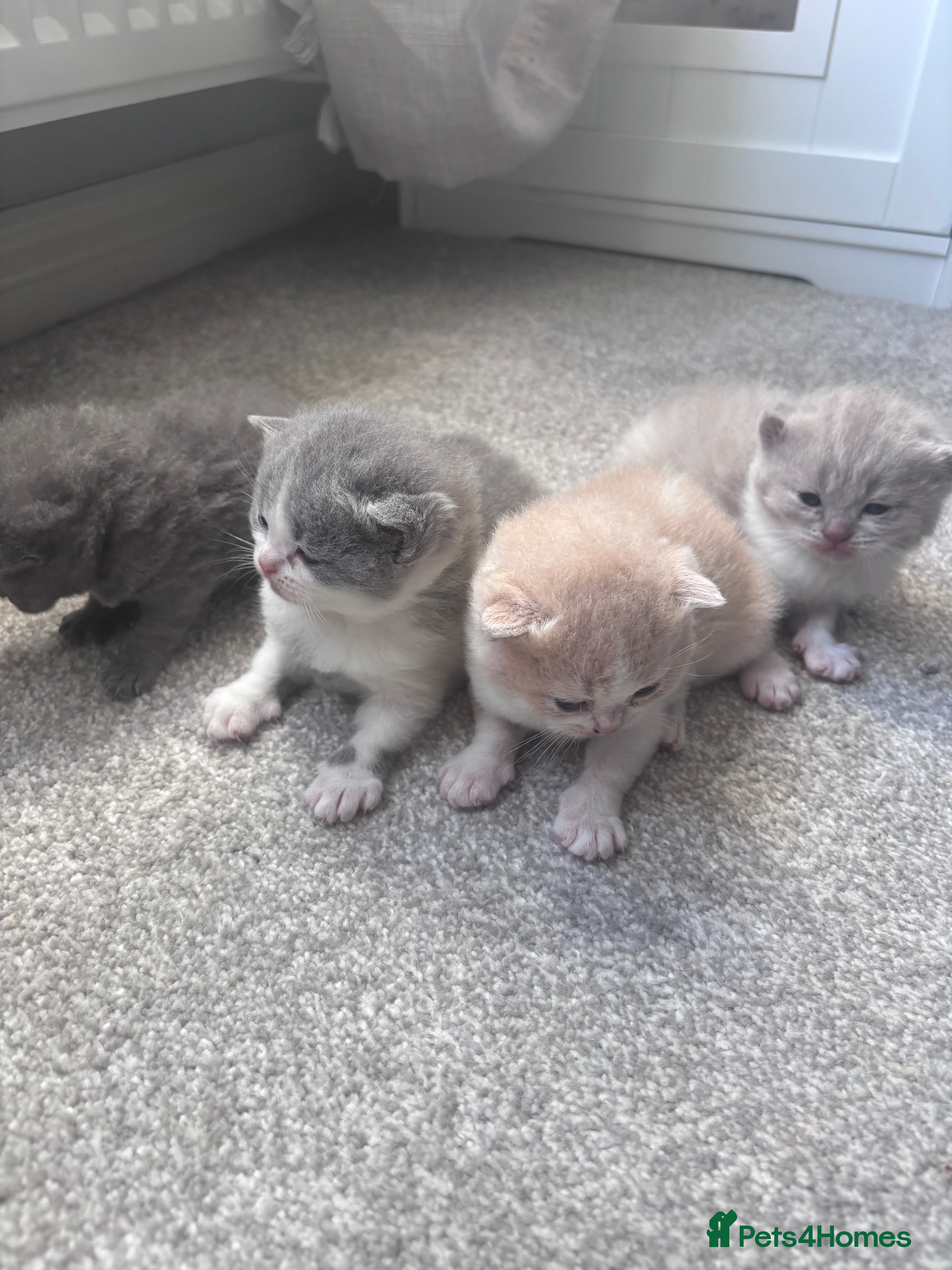 British Shorthair cats Pure Bred British Shorthair kittens x 4 - Advert 1