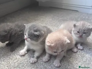 British Shorthair cats Pure Bred British Shorthair kittens x 4 - Advert 1