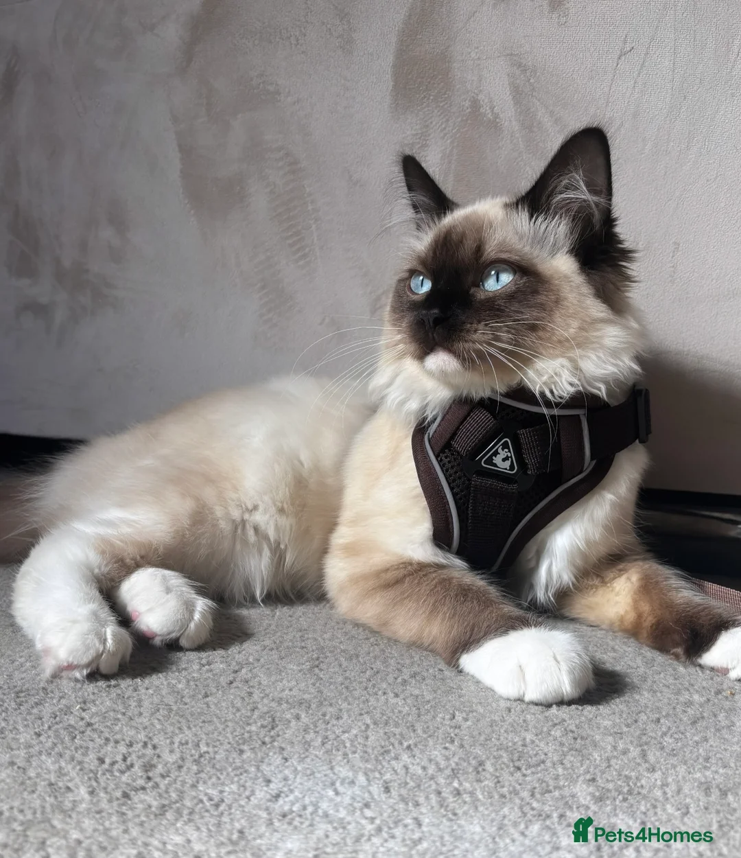 Ragdoll cats for sale: Ragdoll boy  - Advert 2