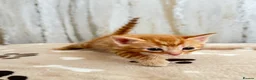 Mixed Breed cats for sale: Bengal/ tabby mixed kittens - Advert 13