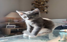 Mixed Breed cats for sale: Half ragdoll girl kittens ready now  - Image 21