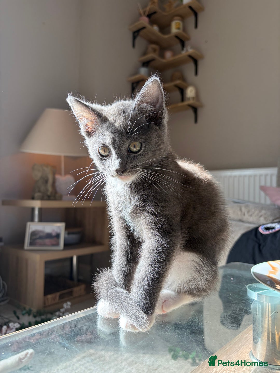 Mixed Breed cats for sale: Half ragdoll girl kittens ready now  - Image 21