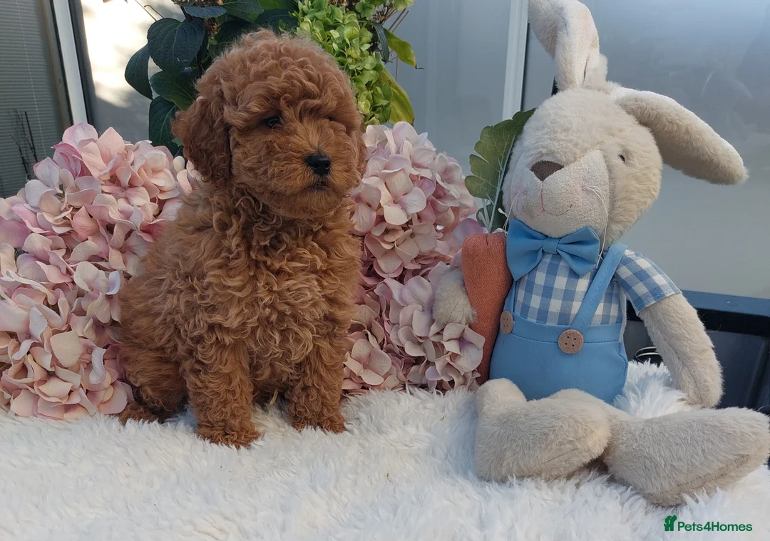 Cockapoo dogs for sale: Vet/Health checked Fox Red ockerpoo Puppies F1 - Advert 2