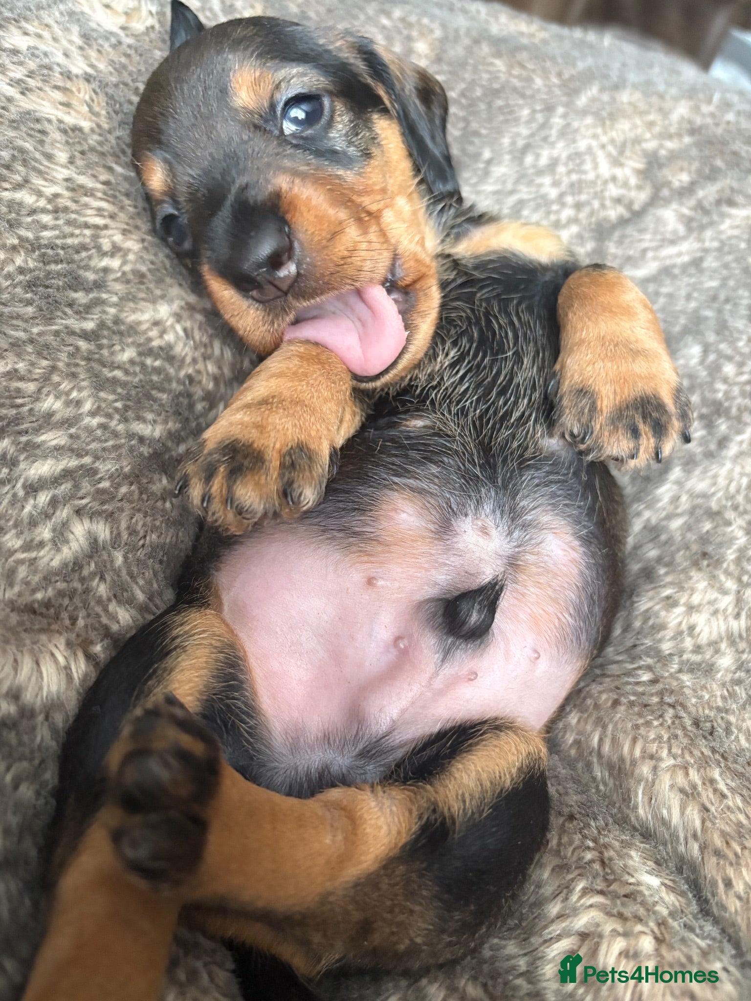 Dachshund dogs ✨Health tested, KC reg true standard wirehairs✨  - Advert 1